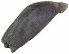 Fossil Sperm Whale Tooth - South Carolina #63552-2